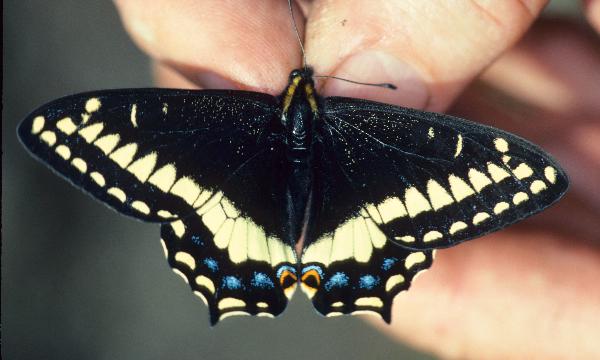 Photo of Papilio indra by Ian Lane